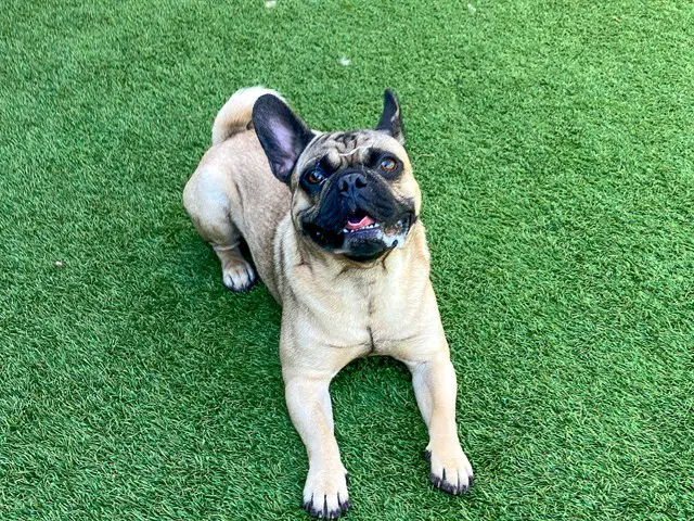 Punchie - French Bulldog