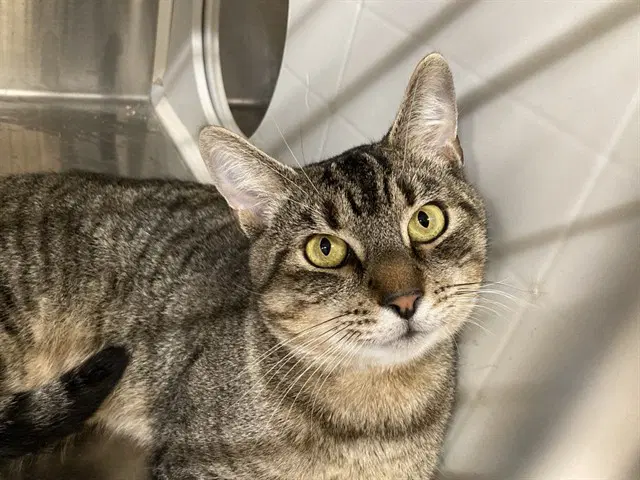 Boo-Dini - Domestic Short Hair
