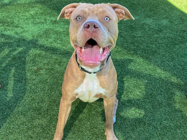 Armani - Pit Bull Terrier