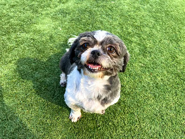Hermione - Shih Tzu