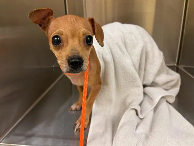 Jackie Lantern - Chihuahua