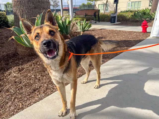 Thunder - German Shepherd Dog