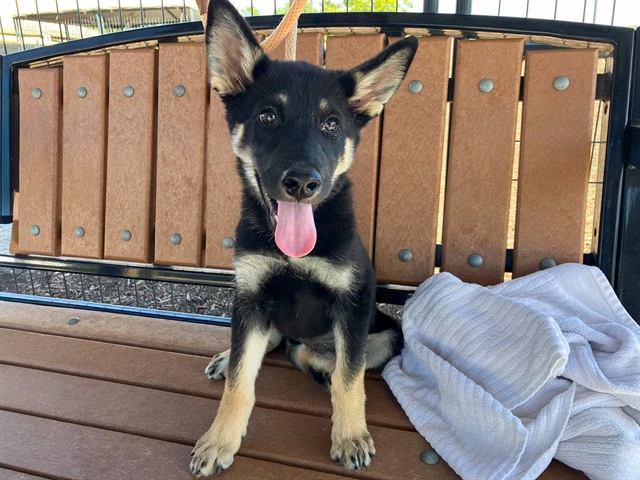 Nova