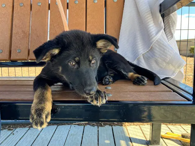 Starbright - German Shepherd Dog
