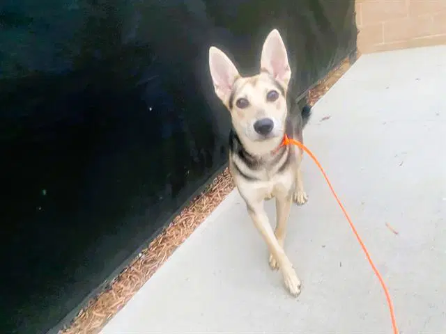 Josie - German Shepherd Dog