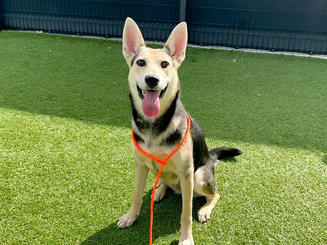 Josie - German Shepherd Dog