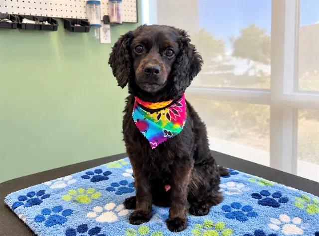 Anakin - Cocker Spaniel