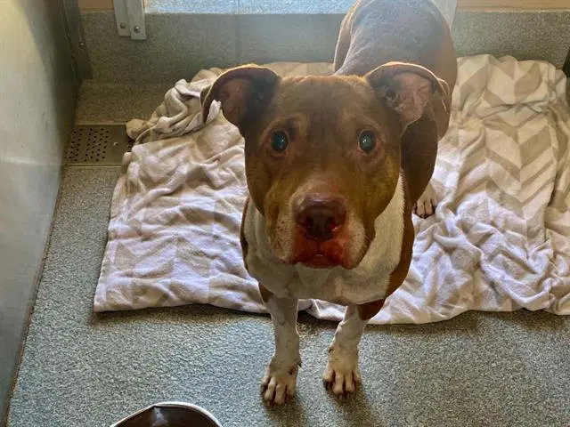 Tuba - Pit Bull Terrier