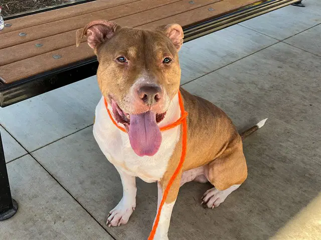 Tuba - Pit Bull Terrier