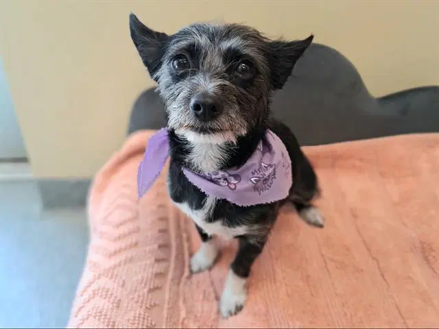 Mamas - Cairn Terrier
