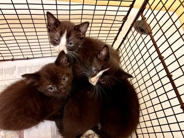 Pike - Domestic Short Hair