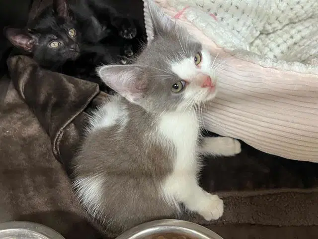 Ciri - Domestic Short Hair
