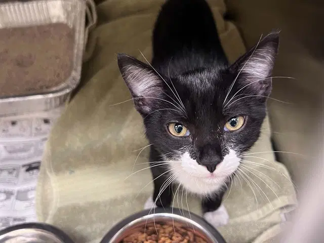 Megatron - Domestic Short Hair