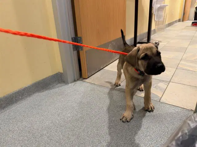 Achoo - German Shepherd Dog