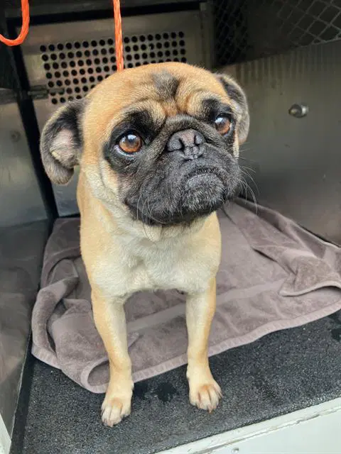 Sora - Pug