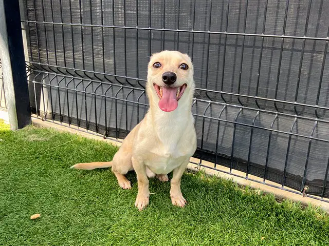 Bumblesnoot - Chihuahua