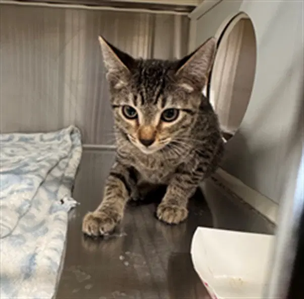 Celest - Domestic Short Hair