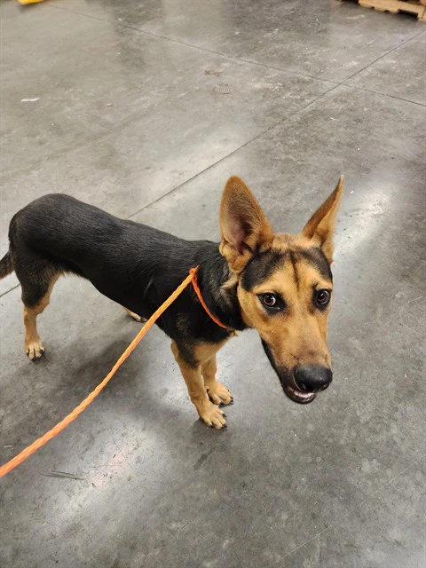 Riku