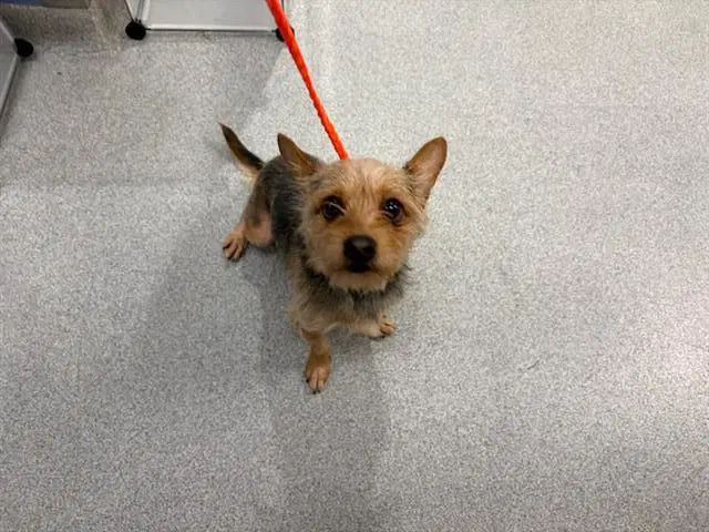 Jumper - Yorkshire Terrier Yorkie