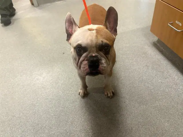 Donatello - French Bulldog