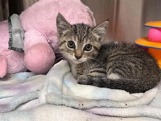 Rodney - Domestic Short Hair