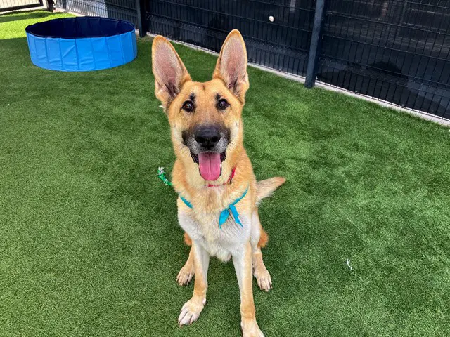 Hitmonlee - German Shepherd Dog