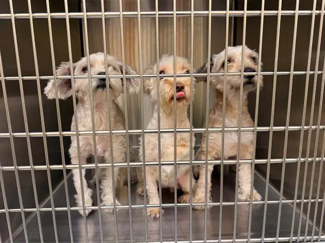 Dandelion - Poodle (Miniature)