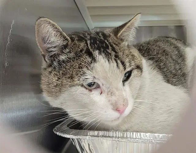 Sylvester - Domestic Short Hair