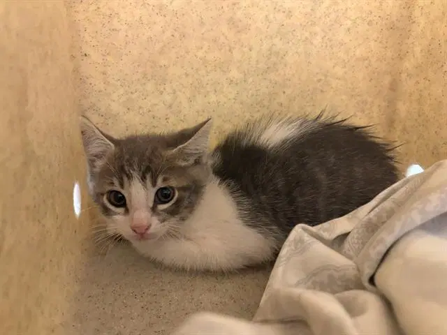 Phillip - Domestic Short Hair
