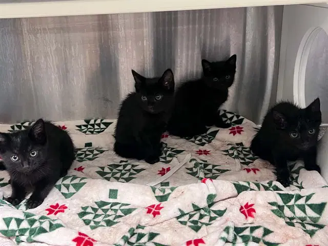 Fangster - Domestic Short Hair