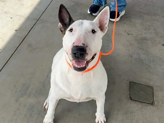 Norrie - Bull Terrier