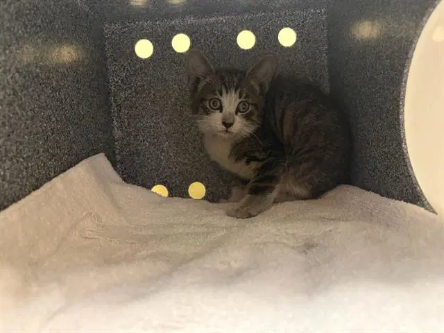 Sean - Domestic Short Hair