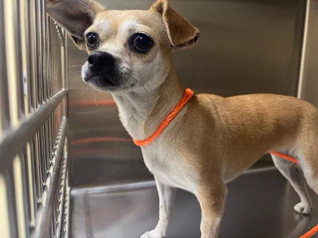 Schatzi - Chihuahua