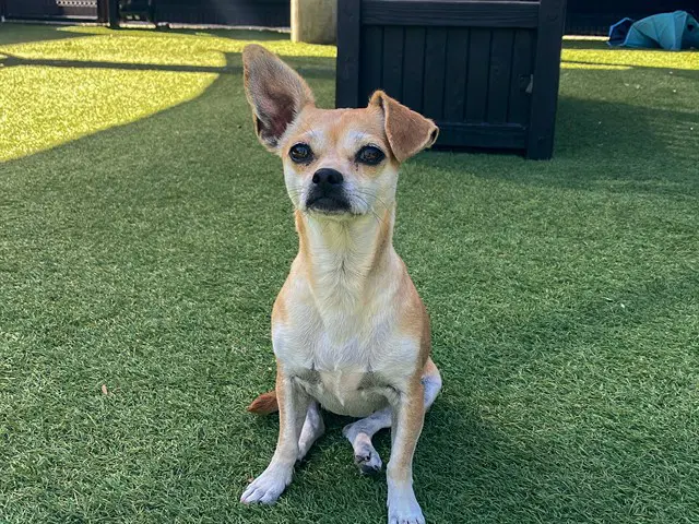 Schatzi - Chihuahua
