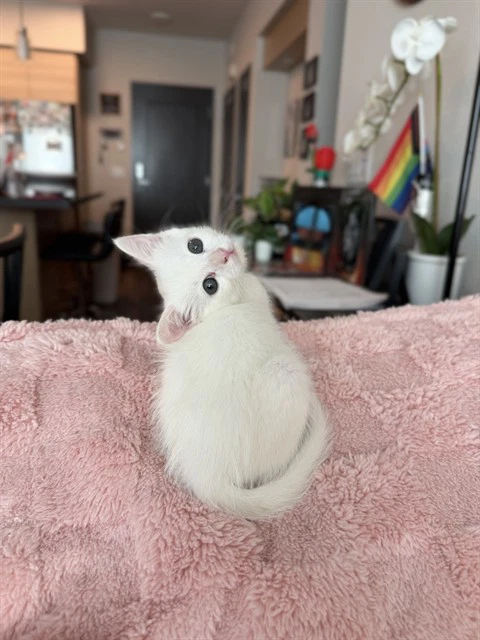Meringue