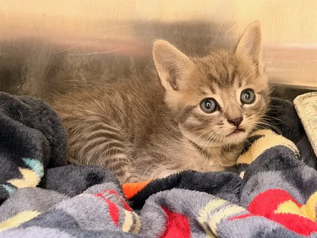 Christopher The Cosmic Cowboy - Domestic Short Hair