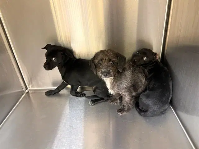 Finch - Chihuahua