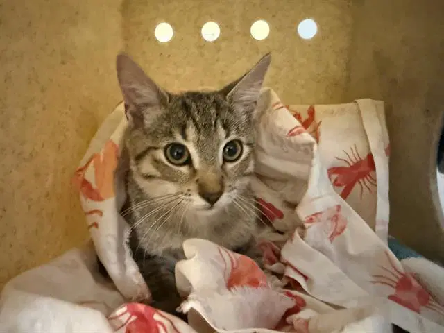 Wilder - Domestic Short Hair