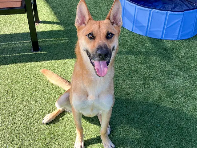 Tova - German Shepherd Dog