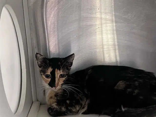 Cricket - Domestic Short Hair