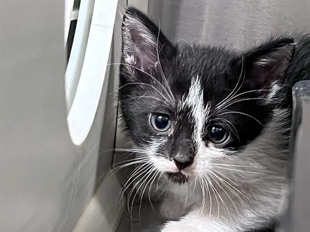 Gloria - Domestic Short Hair