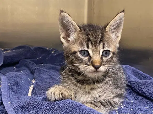 Fungai - Domestic Short Hair