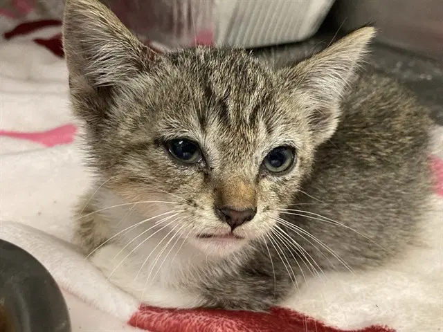 Leia - Domestic Short Hair