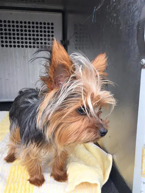 Barbie - Yorkshire Terrier Yorkie