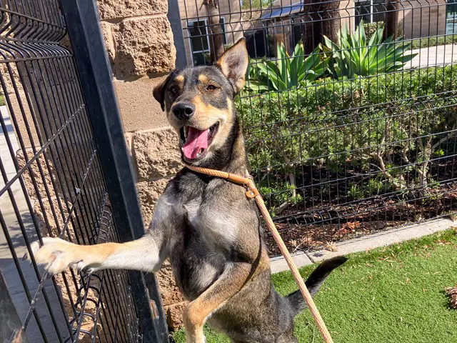 Hermes - German Shepherd Dog