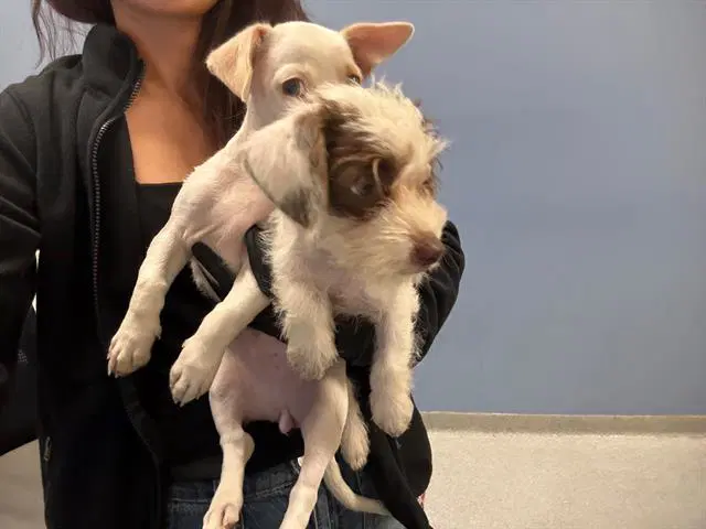 Acorn - Cairn Terrier