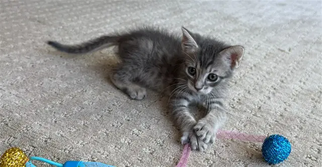 Soup Boi - Domestic Short Hair