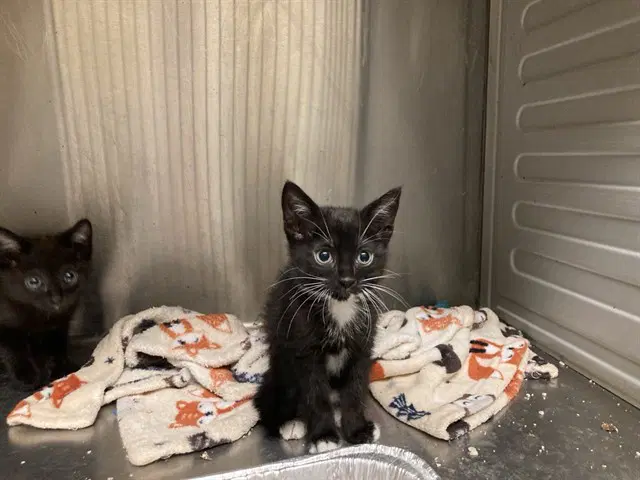 Jane - Domestic Short Hair