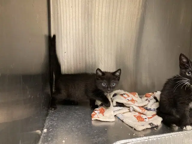 Jim - Domestic Short Hair