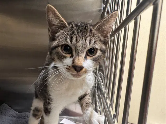 Ember - Domestic Short Hair